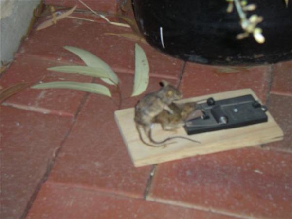 Member Uploaded Image